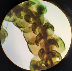 Frullania falciloba