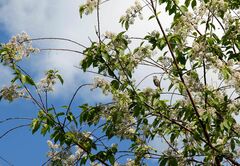Carpodacus erythrinus grebnitskii