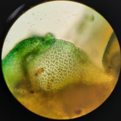 Frullania falciloba