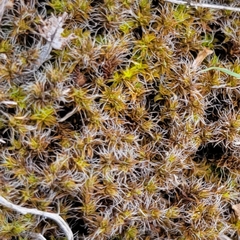 Selaginella densa