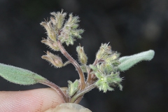 Phacelia austromontana
