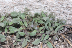 Phacelia austromontana