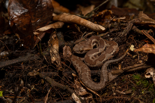 Wilson's Montane Pitviper