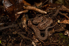 Wilson's Montane Pitviper