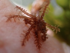 Synaptula hydriformis