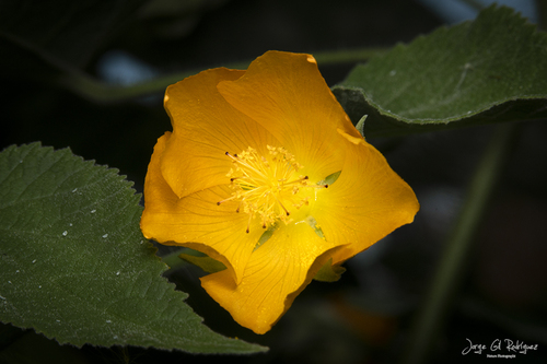Abutilon grandifolium iNat (1)