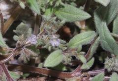 Phacelia austromontana