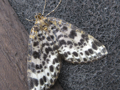 Arichanna melanaria