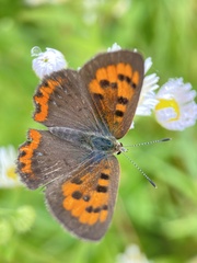 Lycaena phlaeas daimio