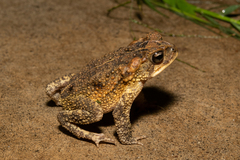 Incilius porteri