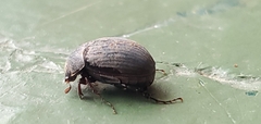 Maladera holosericea