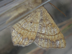 Chiasmia hebesata