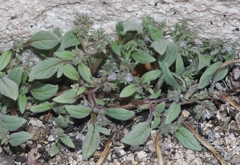 Phacelia austromontana