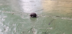 Maladera holosericea