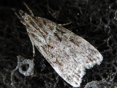 Scoparia isochroalis