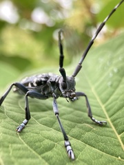 Anoplophora chinensis