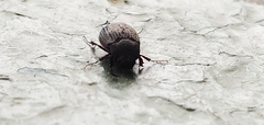 Maladera holosericea
