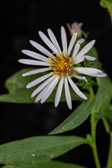 Symphyotrichum greatae