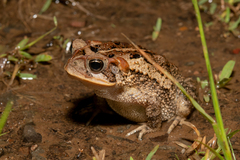Incilius porteri