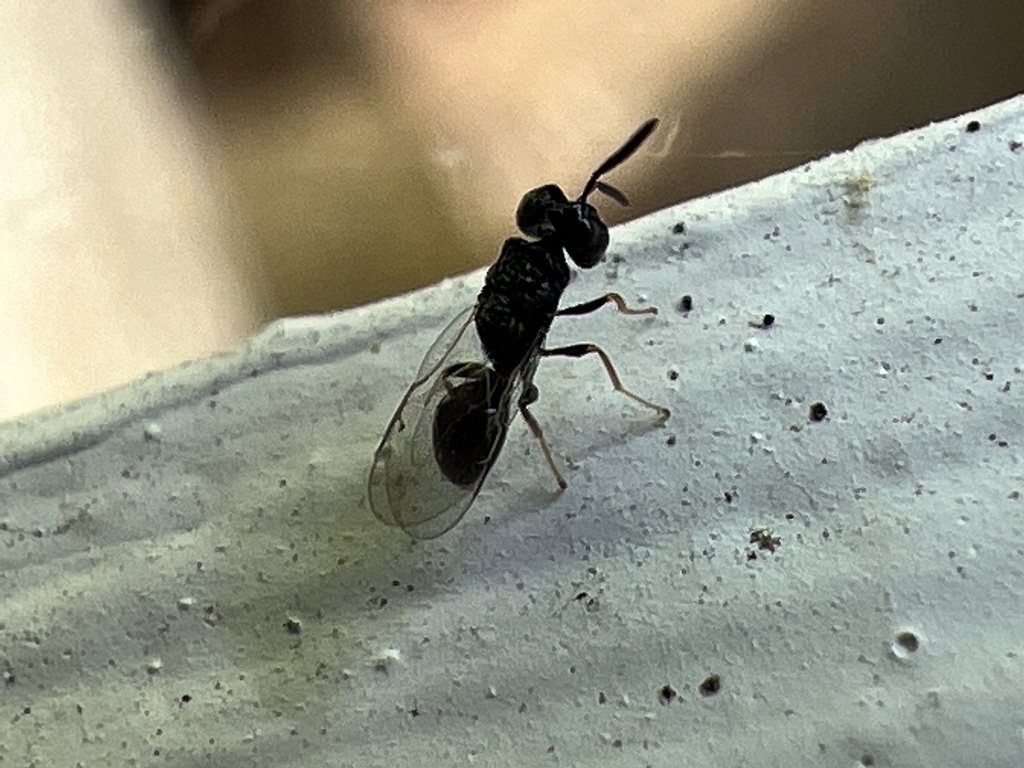 Steffanolampus salicetum