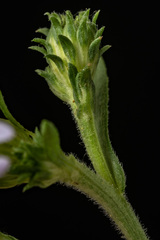 Symphyotrichum greatae