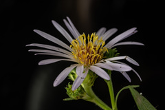 Symphyotrichum greatae