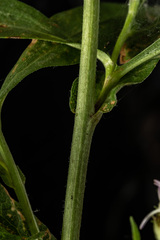 Symphyotrichum greatae