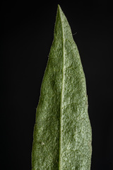 Symphyotrichum greatae