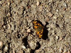 Phyciodes batesii