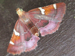 Pyralis cardinalis