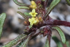 Orochaenactis thysanocarpha