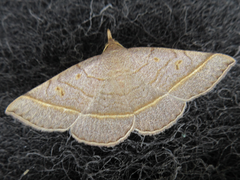 Paracolax trilinealis