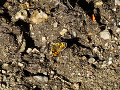 Phyciodes batesii