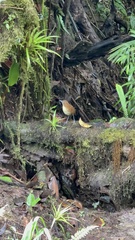 Grallaria flavotincta