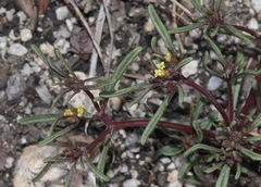 Orochaenactis thysanocarpha