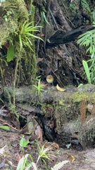 Grallaria flavotincta