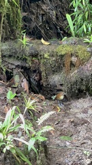 Grallaria flavotincta