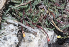 Camissonia pusilla