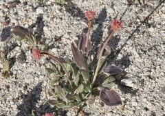 Eriogonum latens