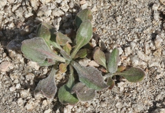 Eriogonum latens