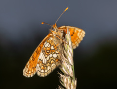 Melitaea aurelia