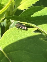Agrilus obsoletoguttatus