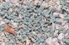 Eriogonum wrightii subscaposum