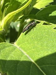Agrilus obsoletoguttatus