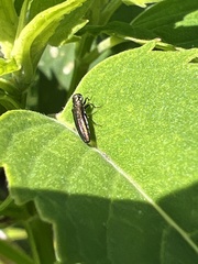 Agrilus obsoletoguttatus
