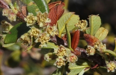 Cercocarpus ledifolius