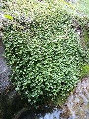 Magnoliopsida