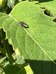 Agrilus obsoletoguttatus
