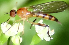Ocydromiinae