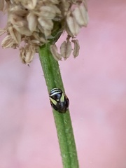 Clastoptera proteus